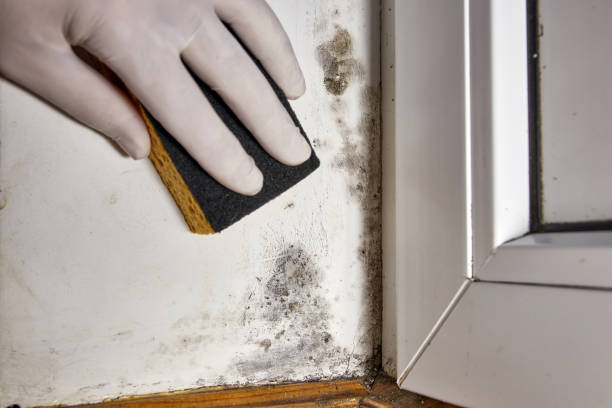 Best Mold-Related Health Consultation  in Ivanhoe, CA